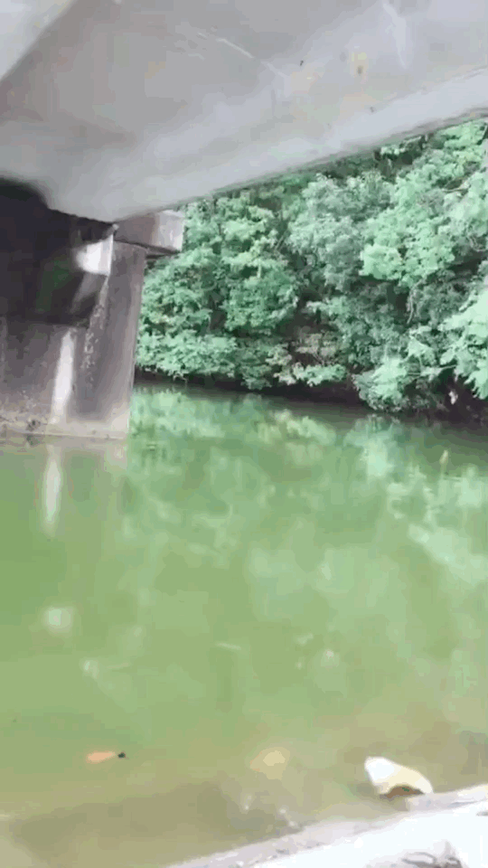 南大阪野池群 ブラックバス捕獲