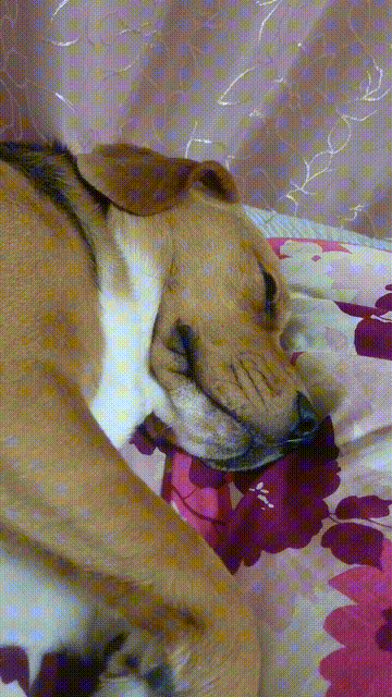 今なうのぽっけ🐶